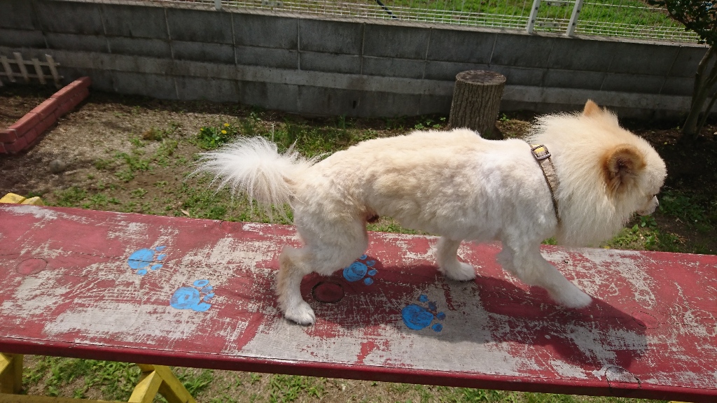 暑がりポチのライオンカット ちょろパパ 日々のあれこれ